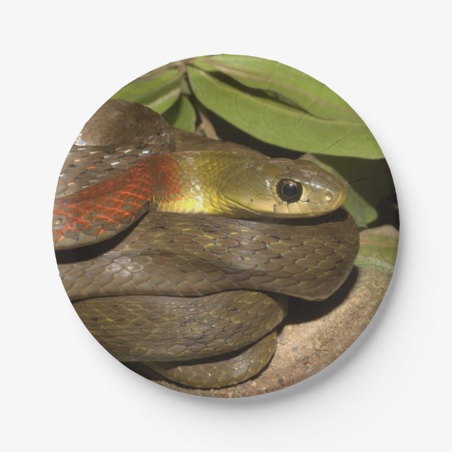Prato De Papel Keelback de pescoço encarnado (Frente)
