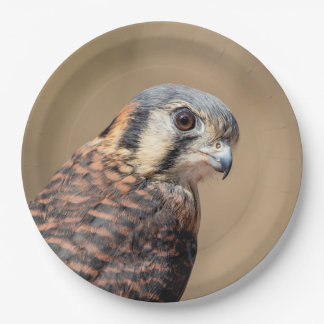 Prato De Papel Kestrel Americano
