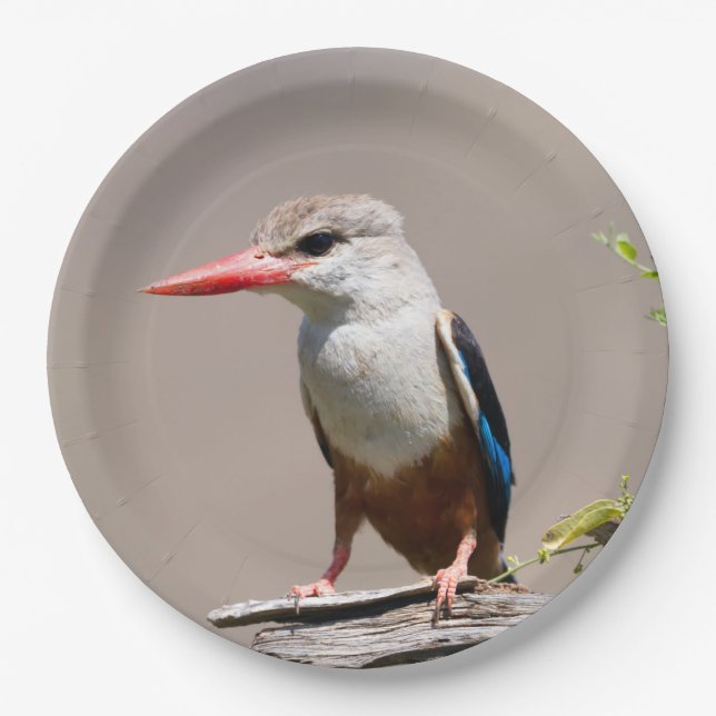 Prato De Papel Kingfisher Cinza (Frente)