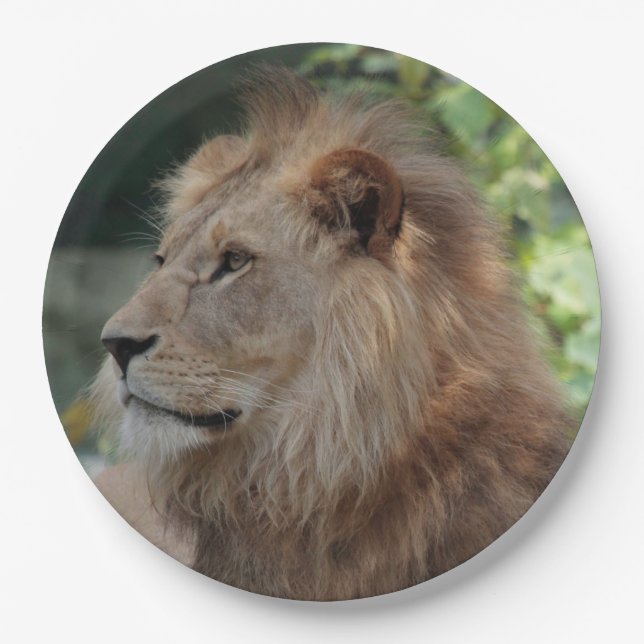 Prato De Papel Leão 035 (Frente)