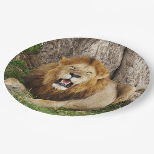 Prato De Papel Leão em Maasai Mara 1