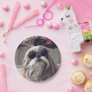 Prato De Papel Legal Shih Tzu longos óculos de sol