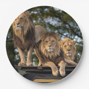 Prato De Papel Leões