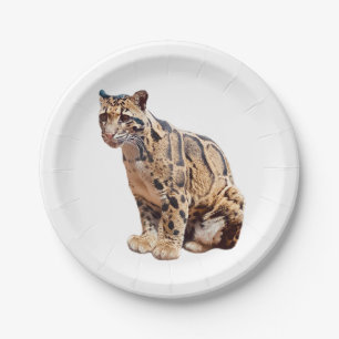 Prato De Papel leopardo nebuloso fotografia selva grande gato ani