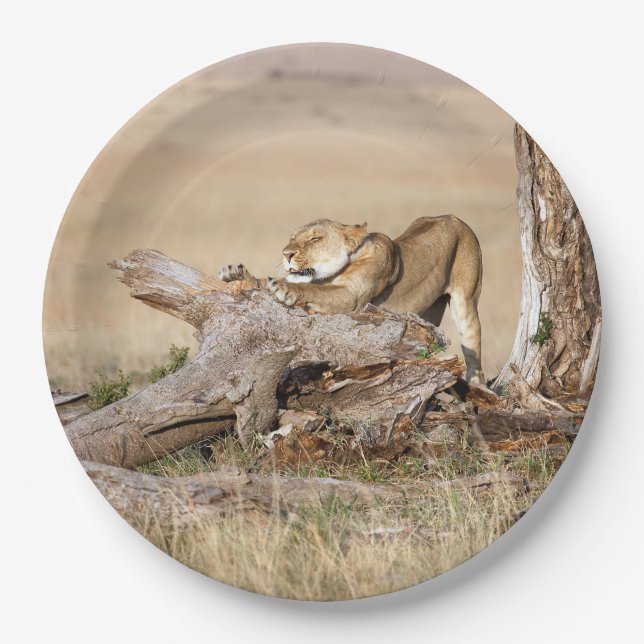 Prato De Papel Lioness alongando (Frente)