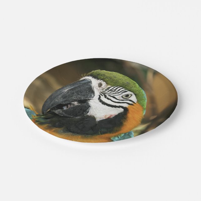 Prato De Papel Maca azul e amarela da Amazônia (Inclinado)