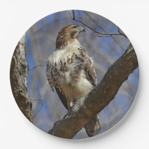 Prato De Papel Majtic Hawk