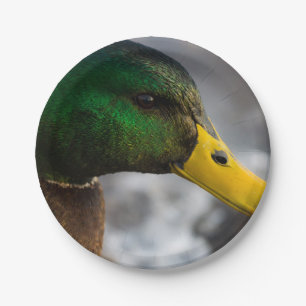 Prato De Papel Male Mallard Portrait