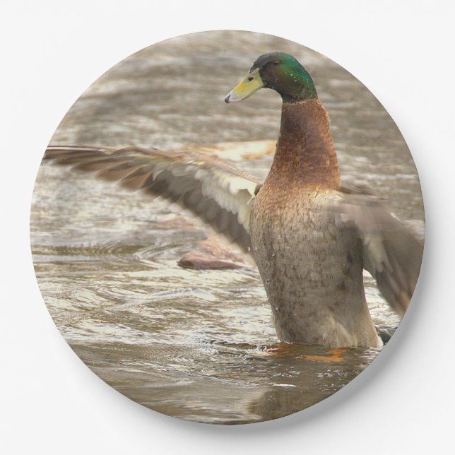 Prato De Papel Mallard Duck Paper Plates (Frente)