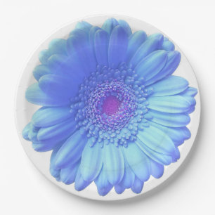 Prato De Papel Margarida azul-gerbera