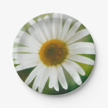 Margarida Branca de Oxeye - Leucanthemum vulgare