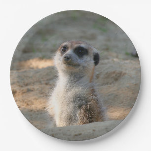 Prato De Papel Meerkat 004