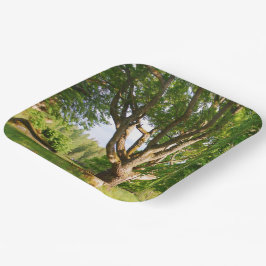 Prato De Papel Midverão Light Småland