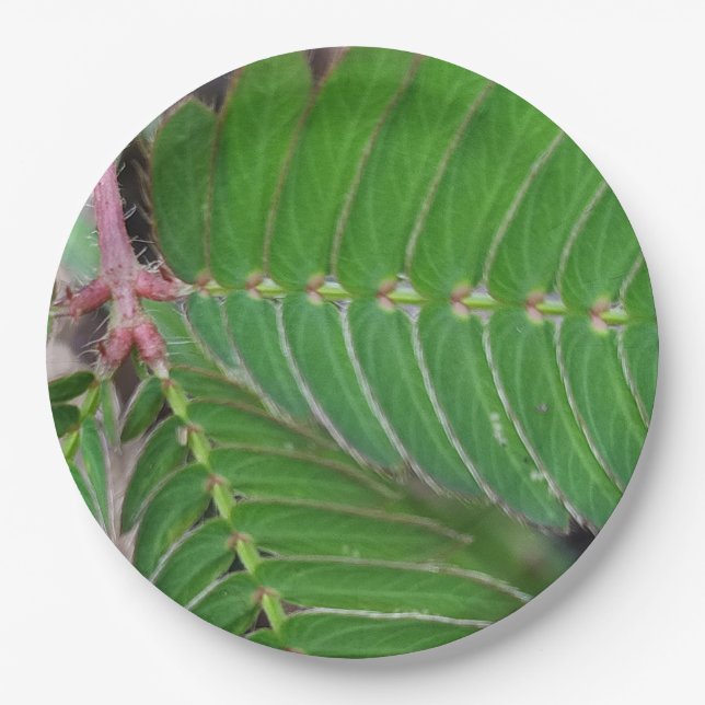 Prato De Papel Mini Folha Verde Placa (Frente)