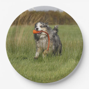 Prato De Papel Miniatura de Shepherd Blue Merle w Toy