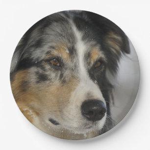 Prato De Papel Miniature American Shepherd Blue Merle segundo