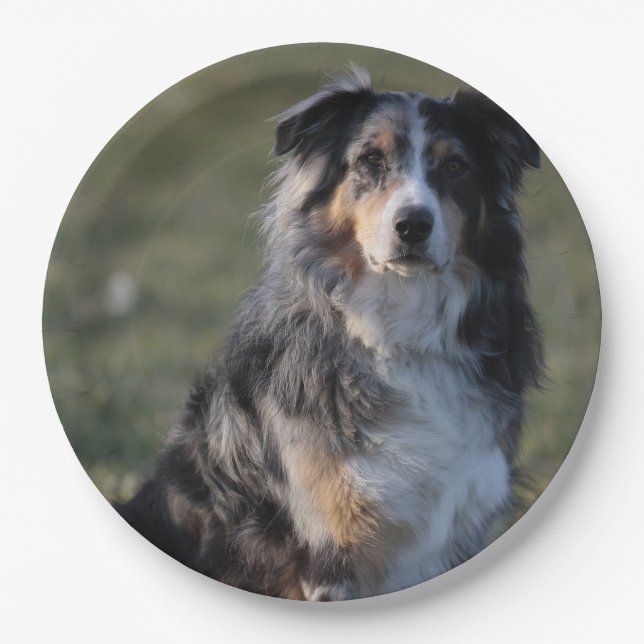 Prato De Papel Miniature American Shepherd Blue Merle Sitting (Frente)