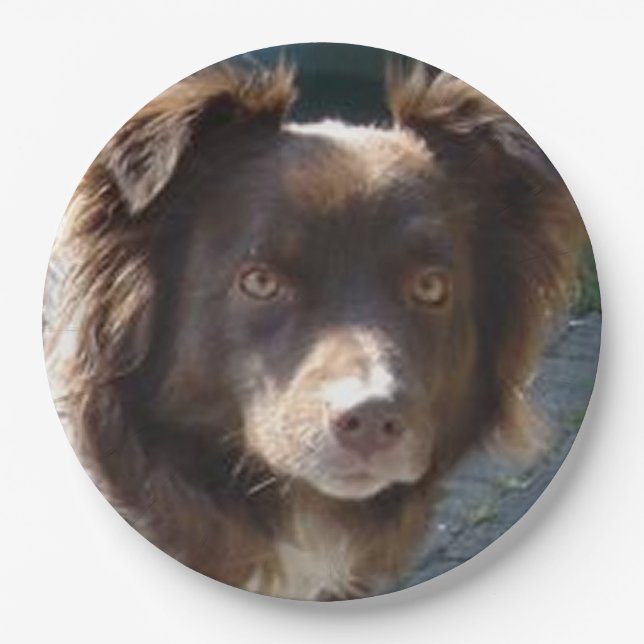 Prato De Papel Miniature American Shepherrd Red Tri (Frente)