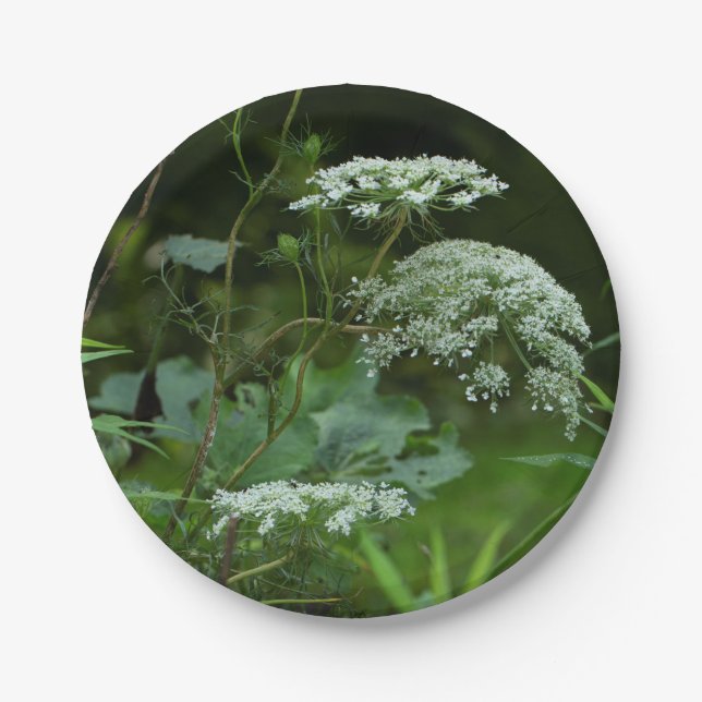 Prato De Papel modelo de placa de ppr (Frente)