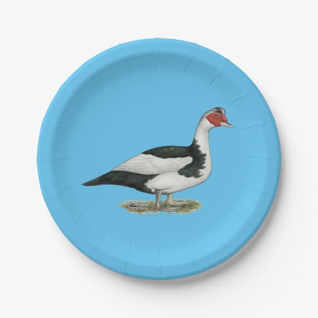 Prato De Papel Muscovy Black Pied Drake (Frente)