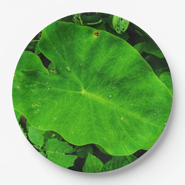 Prato De Papel Natureza deixa chapa de papel (Frente)