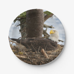 Prato De Papel Nesting Bald Eagle