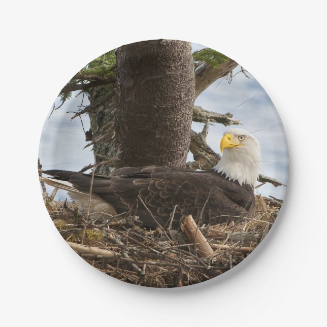 Prato De Papel Nesting Bald Eagle (Frente)