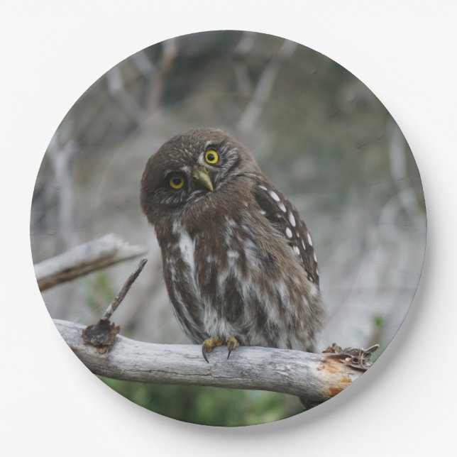 Prato De Papel Norte Pygmy Owl (Frente)