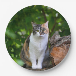 Prato De Papel O Gato     