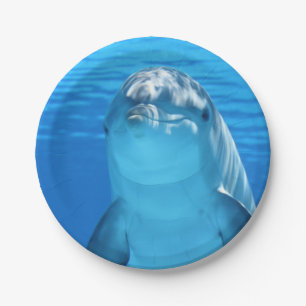 Prato De Papel O golfinho de Bottlenose olha a câmera sob a água