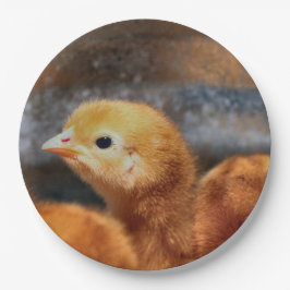 Prato De Papel Olhar