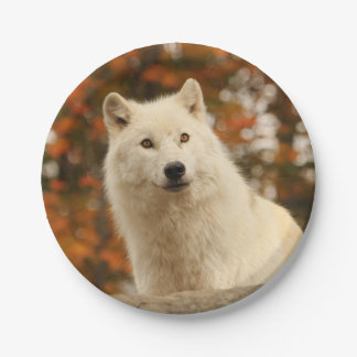 Prato De Papel Optimismo