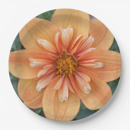 Prato De Papel Orange Collarette Dahlia Floral