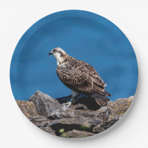 Prato De Papel Osprey nas rochas