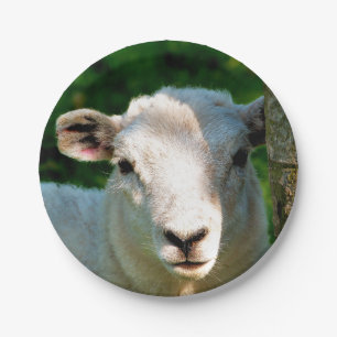 PRATO DE PAPEL OVINHA BONITA