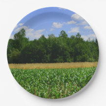 Paisagem rural de milho e trigo e céu azul