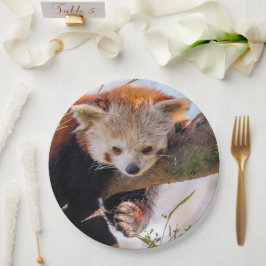 Prato De Papel Pantaninha vermelha preguiçosa