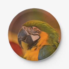 Prato De Papel Papel de papagaio
