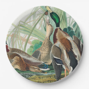 Prato De Papel Pato de Mallard de Birds of America (Audubon)