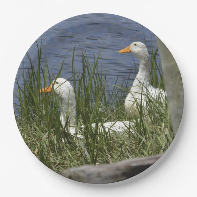 Prato De Papel Pato de papel (Frente)