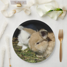 Pequenos coelhos fofos bonitos