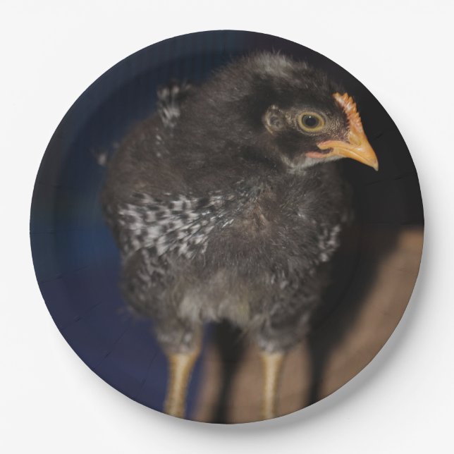 Prato De Papel Pista (Frente)