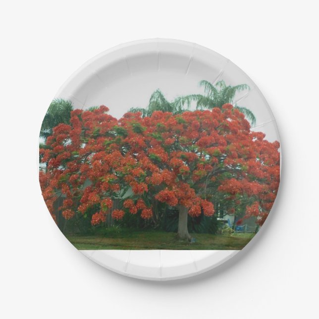 Prato De Papel placa de papel (Frente)