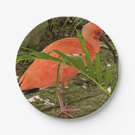 Prato De Papel placa de papel