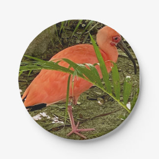 Prato De Papel placa de papel