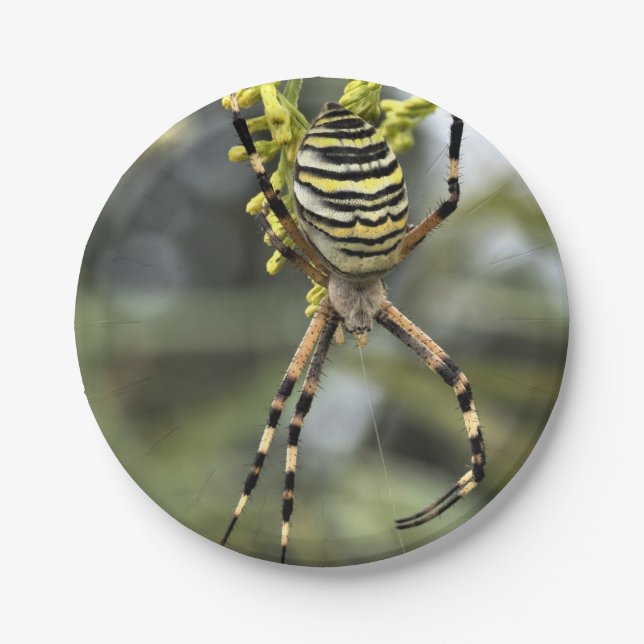 Prato De Papel Placa de Papel Aranha Halloween (Frente)