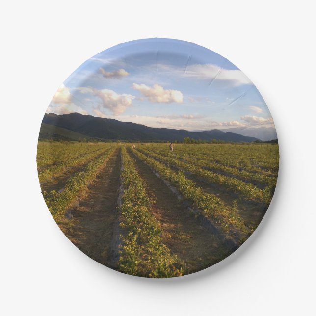 Prato De Papel placa de papel de verão (Frente)