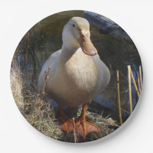 Prato De Papel Placa de papel do pato de Saxony