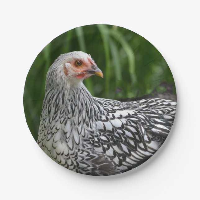 Prato De Papel Placa de Papel Hen (Frente)