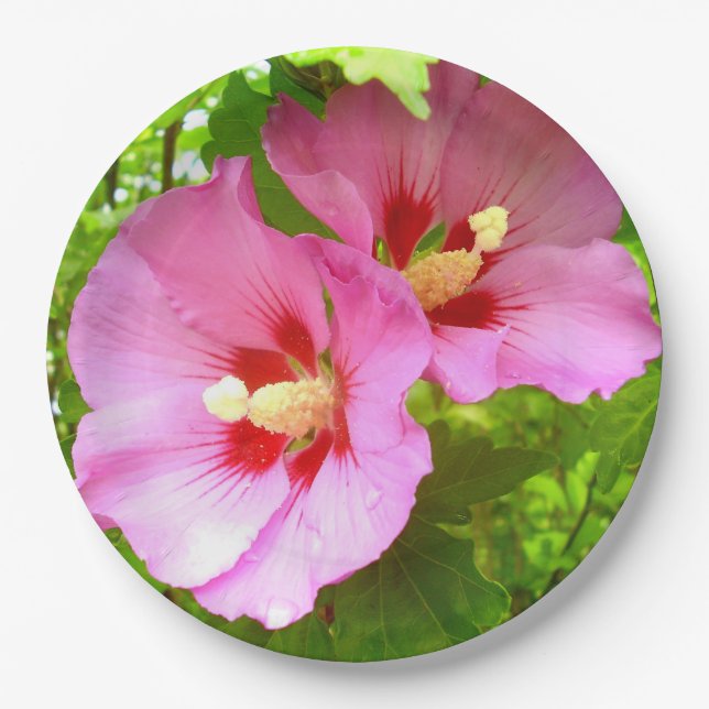 Prato De Papel Placa de Papel Hibiscus Rosa (Frente)